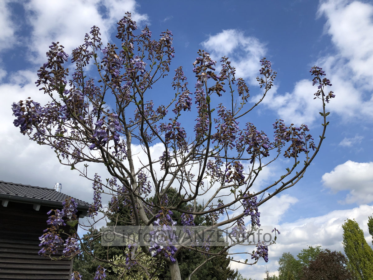 Paulownia tomentosa 011.JPG